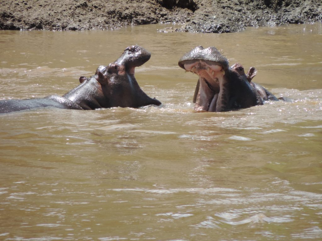 Safaris africahome2016 311