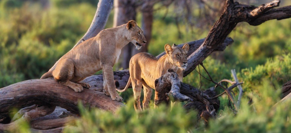Tarangire-National-Park-Tour