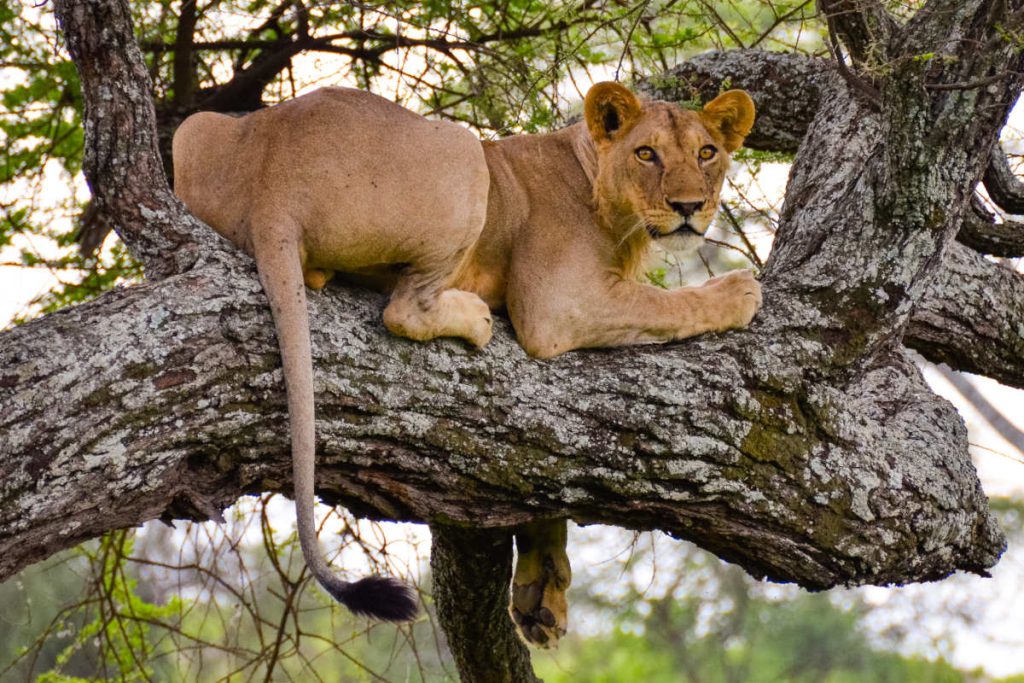 Tarangire-Tree-Lions