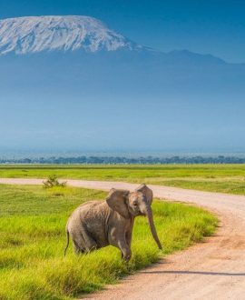 Amboseli