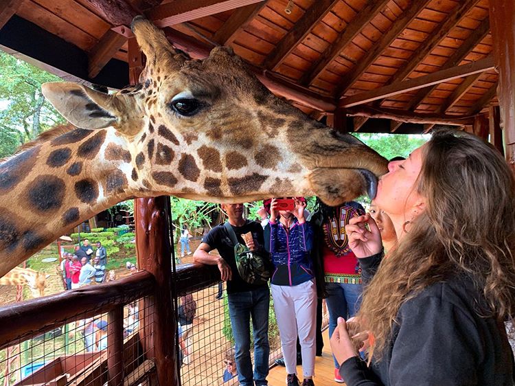 giraffe centre