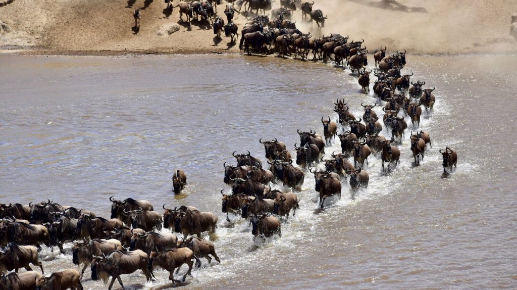kenya-maasai-mara-migration-safari