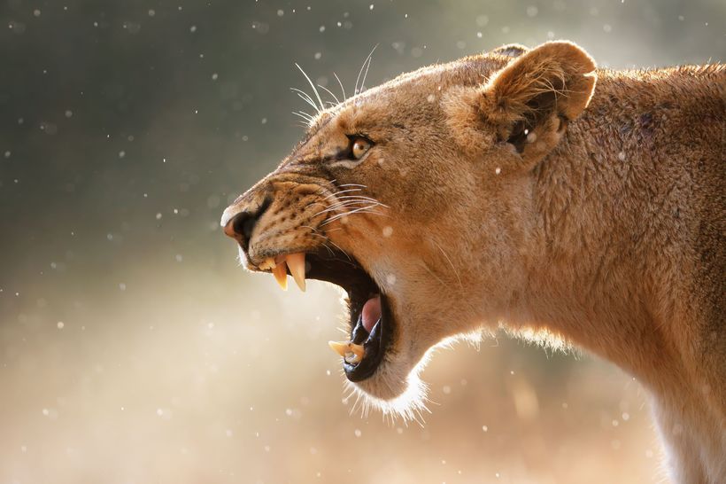 king lion