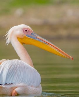 Lake Nakuru