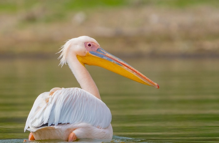lake-naivasha