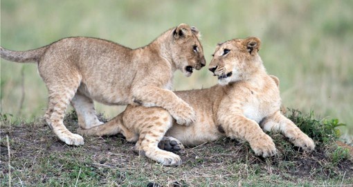lion-cabs1