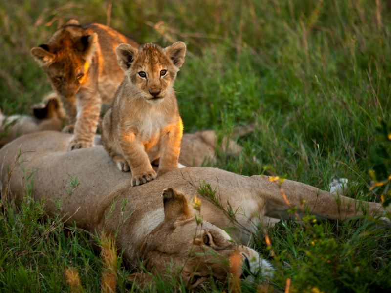 lion cubs