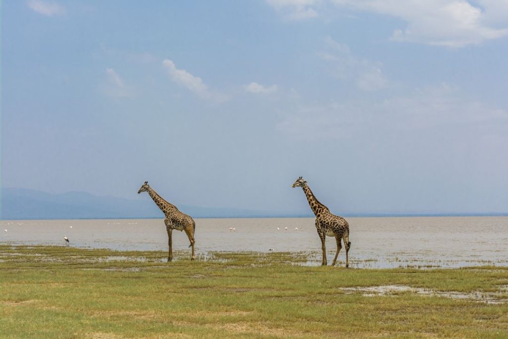 manyara1