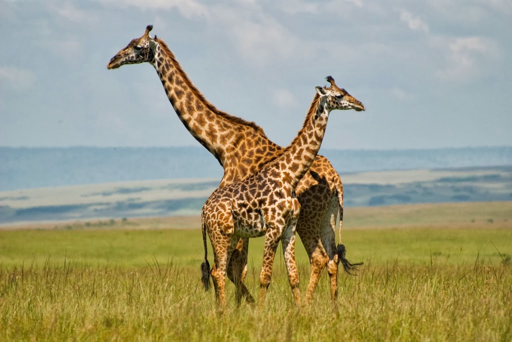 maragiraffe
