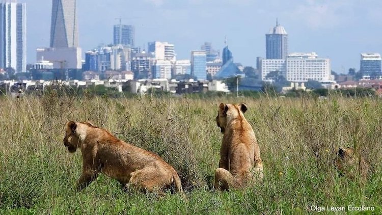 nairobi_national_park