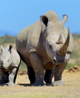 Ol Pejeta