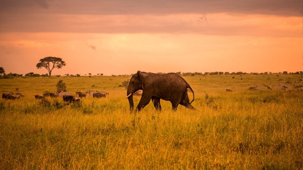 serengeti2
