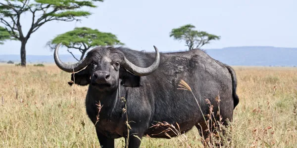 tarangire-landscape
