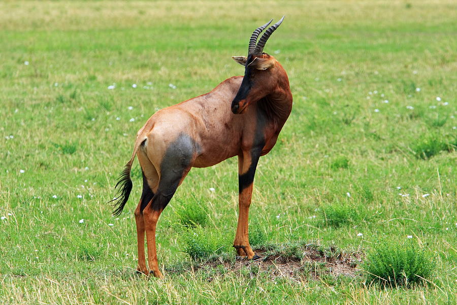 topi antelope